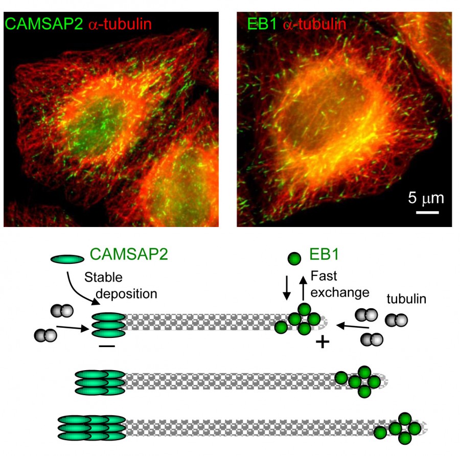 Control Of Microtubule Organization And Dynamics: Two Ends In The ...