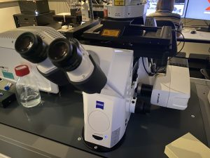 Testing Zeiss LSM910 Lightfield 4D